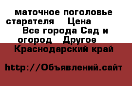 маточное поголовье старателя  › Цена ­ 3 700 - Все города Сад и огород » Другое   . Краснодарский край